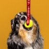 Dog holding Sargento Cheese Zoomies tennis ball toy with red branded strap against a yellow background