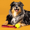 Dog lying next to Sargento Cheese Zoomies dog toy with yellow tennis ball and red “Cheese Gives Me Zoomies” strap