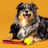 Dog lying next to Sargento Cheese Zoomies dog toy with yellow tennis ball and red “Cheese Gives Me Zoomies” strap