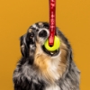 Dog holding Sargento Cheese Zoomies tennis ball toy with red branded strap against a yellow background